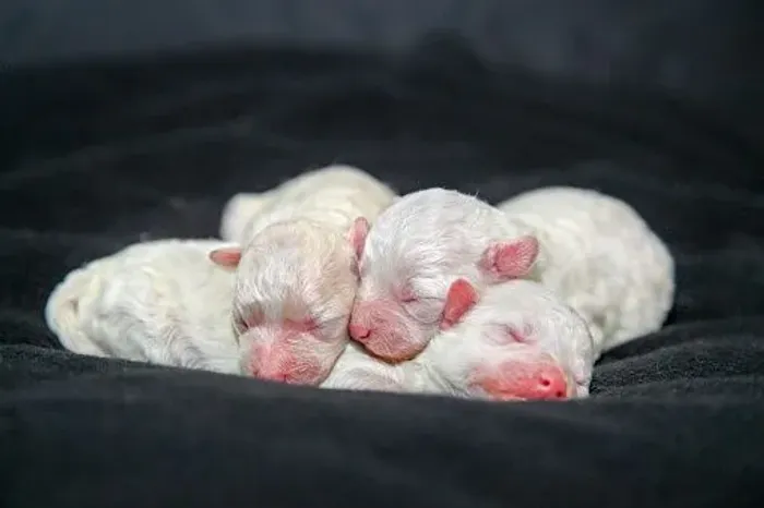 poodles machos (reserva)