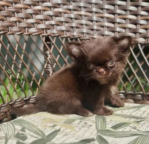 Filhote de chihuahua pelo curto e longo