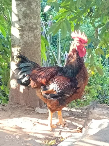 Galo GSB