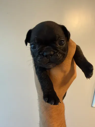 Buldogue francês 