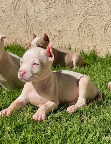 PITBULL FILHOTES RED NOSE VACINADOS PARCELO NO CARTÃO