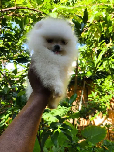 Lulu da Pomerânia-FEMÊA-pedigree CBKC
