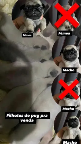 Filhotes de Pug 