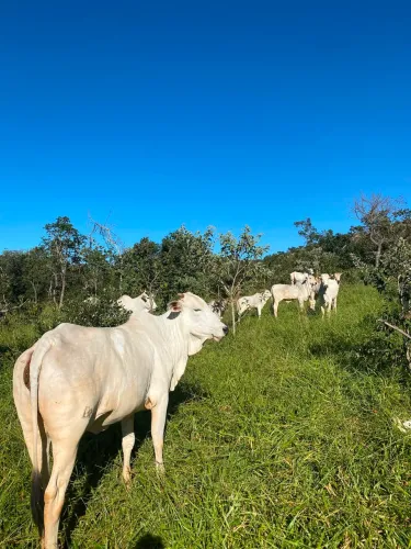 Procura-se novilha roubada,quem souber aonde está será recompensado 