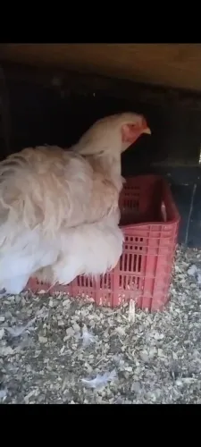 Casal galinha Brahma wyti