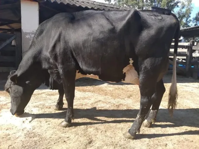 Plantel de fazenda a venda, com touro PO, STRADA 2002 e cavalo com carroça arrreiada 