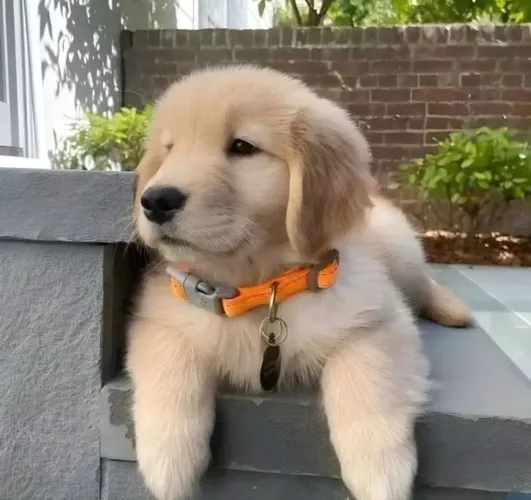 Golden Retriever bebê