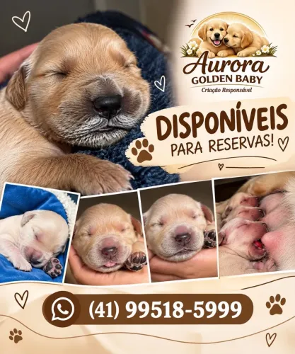 Golden retriever disponíveis para reservas