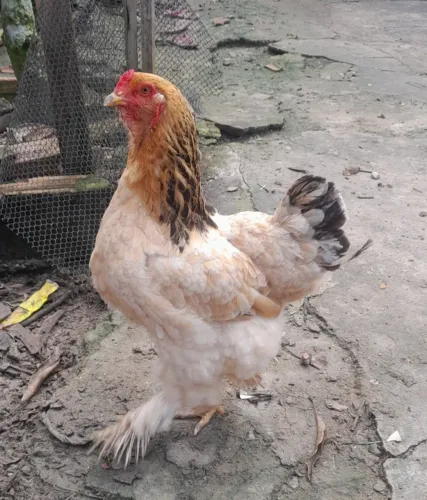 Casal de frangos Brahmas