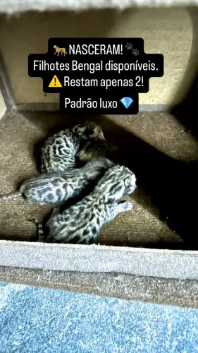 Gato bengal