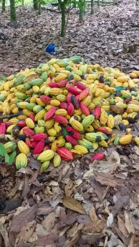 Chácara com 8 mil pés de cacau produzindo bem