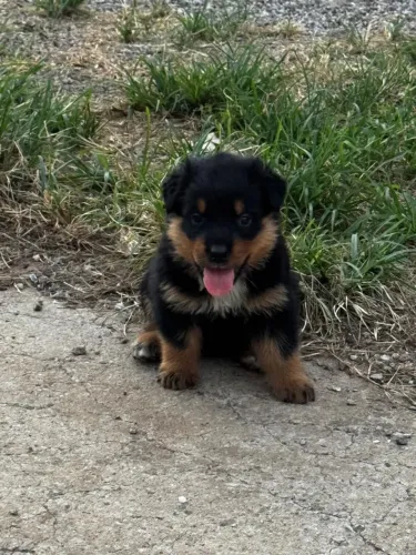 ROTTWEILER CABEÇA DE TOURA
