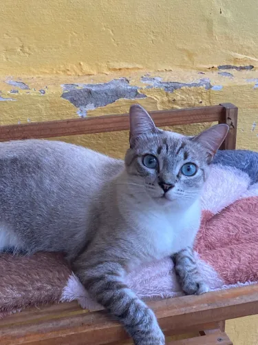 Adote um gatinho