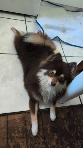 Spitz alemão p cruza