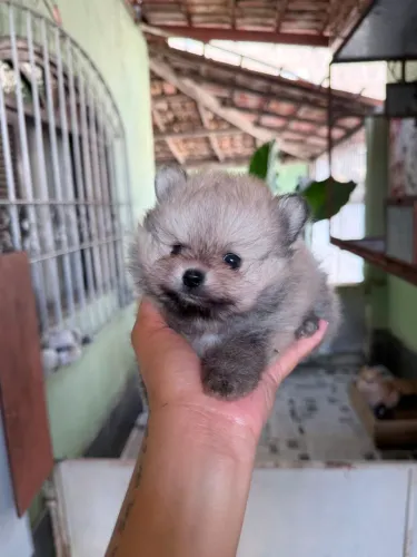  LINDOS FILHOTES DE LULU DA POMERÂNIA DISPONÍVEIS