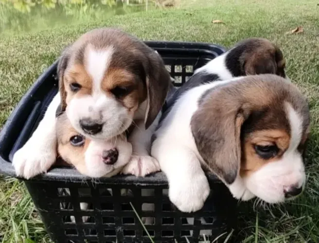 Beagle Mini Filhotes Para Entrega Imediata.