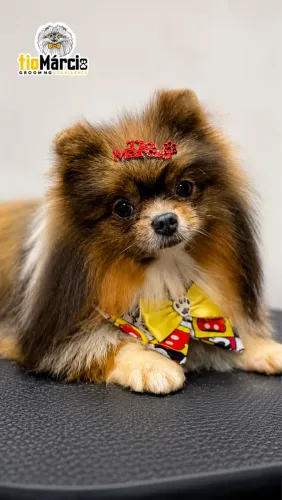 Cobertura Lulu da pomerania 