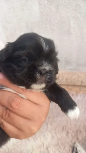 vendo dois lindos filhotes shitzu machos