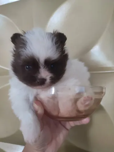 Lulu da Pomerânia fêmea
