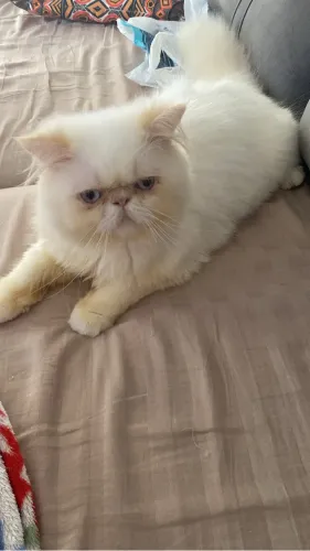Vendo gato persa 