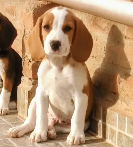Último machinho bicolor