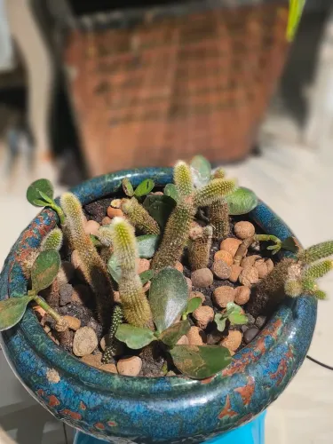 Rabo de gato e Jades em Vaso Vietnamita