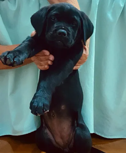 Filhote Cane Corso Fêmea 2 Meses à Venda