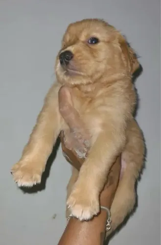 Golden Retriever Filhotes Disponíveis