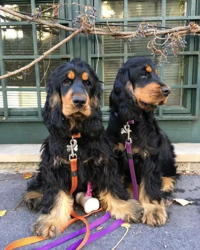 Cocker Porque algumas companhias são simplesmente insubstituíveis