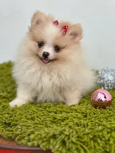 Splitz alemão fêmea