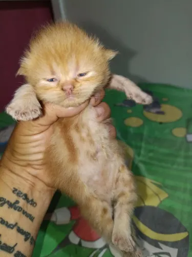 Vendo lindos filhotes de gatos percas reserve já o seu