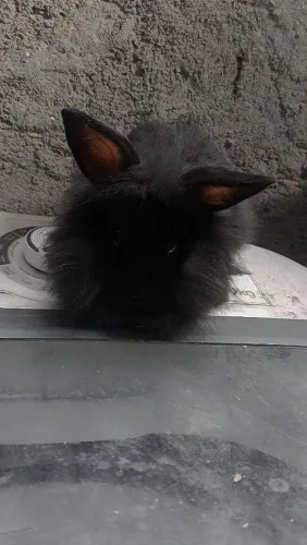 Mini lion 