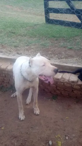 Animais 