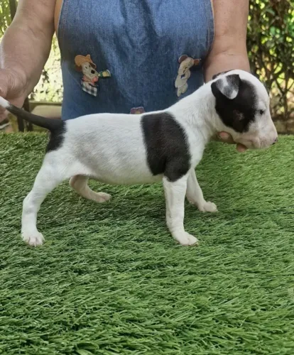 Bull terrier inglês lindos filhotes Machos e fêmeas