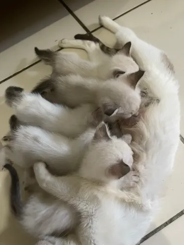 Gatinhos para Doação 