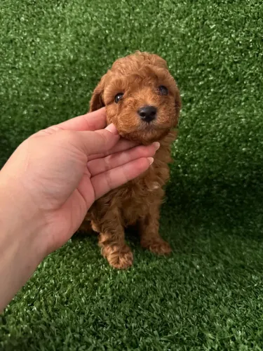 Poodle toy filhotes-