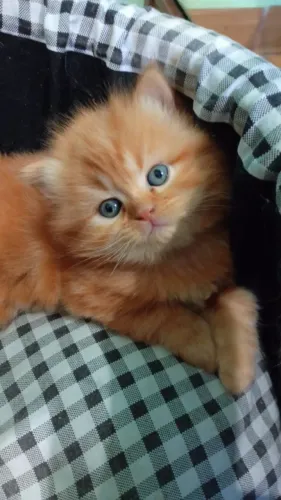 Lindo filhote de gato persa macho laranja puro.Parcelo.Entrego em Curitiba e região