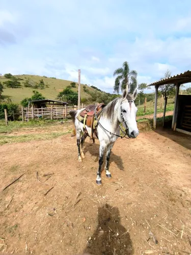 CAVALO MANGALARGA
