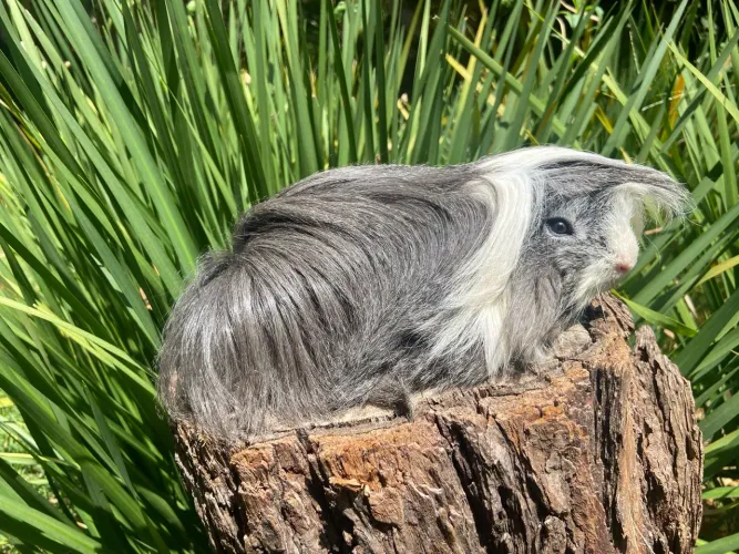 Vende-se porquinho-da-índia PERUANO macho, com pelo muito grande