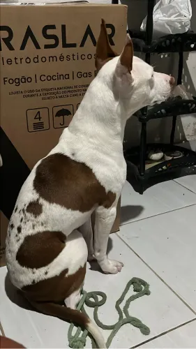 DOANÇÃO DE PITBULL