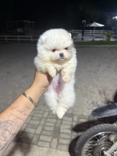 Lulu da pomerania