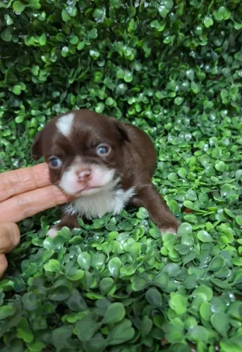 Chihuahua meigo e puro