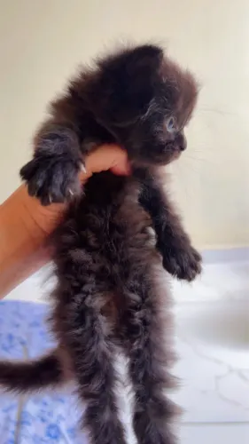 Filhote de gato peças
