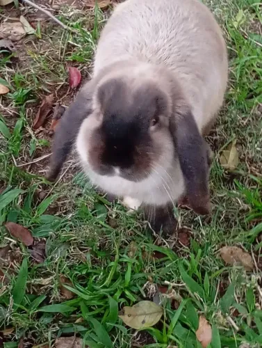 Coelho Mini lop