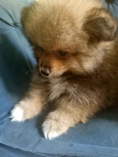 Spitz Alemao / Lulu da Pomeranea
