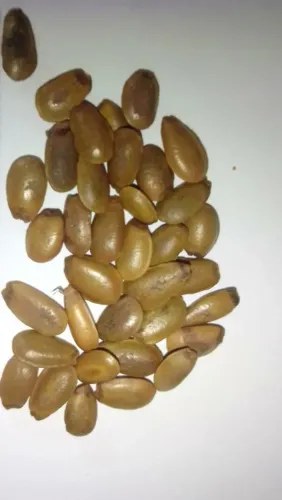 20 sementes de graviola