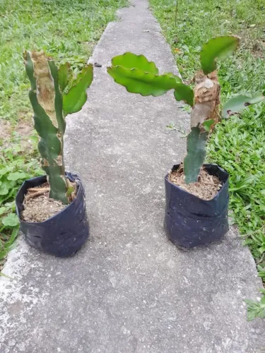 Mudas de Pitaya Doação