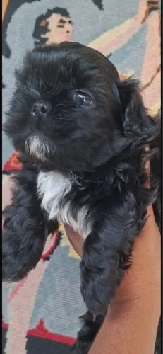 Shih-tzu pequeno com 60 dias vacinado 