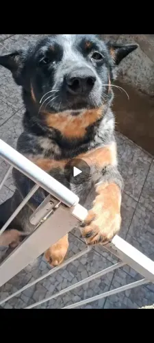 BLUE HEELER DOAÇÃO RESPONSÁVEL - BLUE HEELER | 2 ANOS