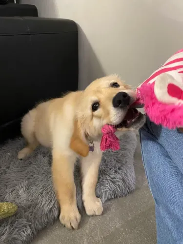 Golden Retriever maravilhosa